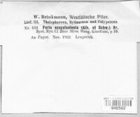 Poria sanguinolenta image